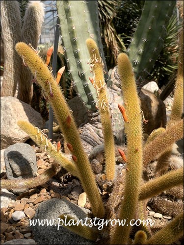 Winterocereus aureispina
Image of the yellow spined columnar stem.